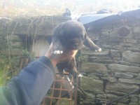 /album/cachorros/img-20131128-wa0003-jpg/